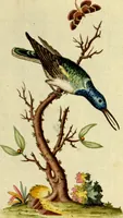 An illustration from Sammlung auserlesener Vögel und Schmetterlinge (1793)