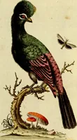 An illustration from Sammlung auserlesener Vögel und Schmetterlinge (1793)