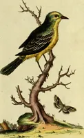 An illustration from Sammlung auserlesener Vögel und Schmetterlinge (1793)