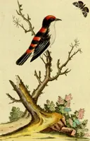 An illustration from Sammlung auserlesener Vögel und Schmetterlinge (1793)