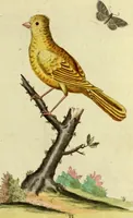 An illustration from Sammlung auserlesener Vögel und Schmetterlinge (1793)