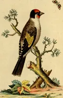An illustration from Sammlung auserlesener Vögel und Schmetterlinge (1793)