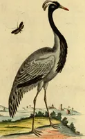 An illustration from Sammlung auserlesener Vögel und Schmetterlinge (1793)