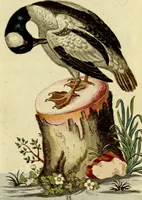 An illustration from Sammlung auserlesener Vögel und Schmetterlinge (1793)