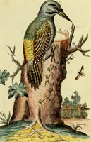 An illustration from Sammlung auserlesener Vögel und Schmetterlinge (1793)