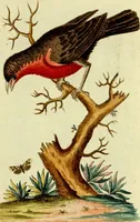 An illustration from Sammlung auserlesener Vögel und Schmetterlinge (1793)