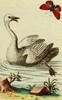 An illustration from Sammlung auserlesener Vögel und Schmetterlinge (1793)