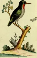 An illustration from Sammlung auserlesener Vögel und Schmetterlinge (1793)