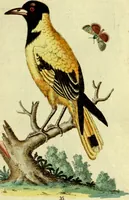 An illustration from Sammlung auserlesener Vögel und Schmetterlinge (1793)