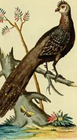 An illustration from Sammlung auserlesener Vögel und Schmetterlinge (1793)