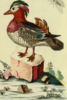 An illustration from Sammlung auserlesener Vögel und Schmetterlinge (1793)