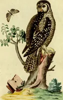 An illustration from Sammlung auserlesener Vögel und Schmetterlinge (1793)