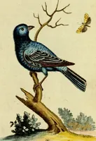 An illustration from Sammlung auserlesener Vögel und Schmetterlinge (1793)