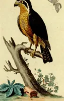 An illustration from Sammlung auserlesener Vögel und Schmetterlinge (1793)