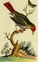 An illustration from Sammlung auserlesener Vögel und Schmetterlinge (1793)