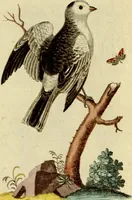 An illustration from Sammlung auserlesener Vögel und Schmetterlinge (1793)