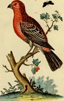 An illustration from Sammlung auserlesener Vögel und Schmetterlinge (1793)