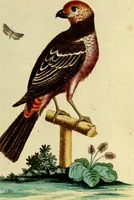 An illustration from Sammlung auserlesener Vögel und Schmetterlinge (1793)