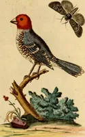 An illustration from Sammlung auserlesener Vögel und Schmetterlinge (1793)