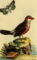 An illustration from Sammlung auserlesener Vögel und Schmetterlinge (1793)