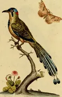 An illustration from Sammlung auserlesener Vögel und Schmetterlinge (1793)