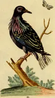 An illustration from Sammlung auserlesener Vögel und Schmetterlinge (1793)