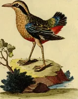 An illustration from Sammlung auserlesener Vögel und Schmetterlinge (1793)