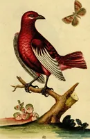 An illustration from Sammlung auserlesener Vögel und Schmetterlinge (1793)