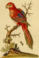 An illustration from Sammlung auserlesener Vögel und Schmetterlinge (1793)