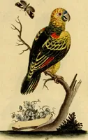 An illustration from Sammlung auserlesener Vögel und Schmetterlinge (1793)