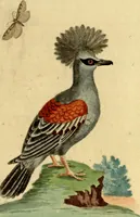An illustration from Sammlung auserlesener Vögel und Schmetterlinge (1793)