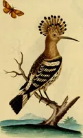 Picture 66 of 99 from Sammlung auserlesener Vögel und Schmetterlinge (1793), leaf 82