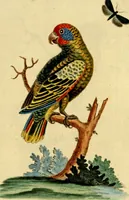 An illustration from Sammlung auserlesener Vögel und Schmetterlinge (1793)
