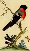 An illustration from Sammlung auserlesener Vögel und Schmetterlinge (1793)
