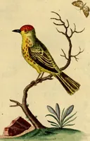 An illustration from Sammlung auserlesener Vögel und Schmetterlinge (1793)