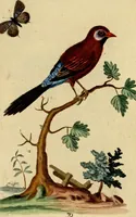 An illustration from Sammlung auserlesener Vögel und Schmetterlinge (1793)