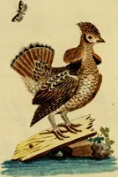 An illustration from Sammlung auserlesener Vögel und Schmetterlinge (1793)
