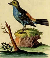 An illustration from Sammlung auserlesener Vögel und Schmetterlinge (1793)