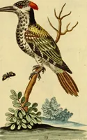 An illustration from Sammlung auserlesener Vögel und Schmetterlinge (1793)