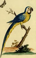 An illustration from Sammlung auserlesener Vögel und Schmetterlinge (1793)