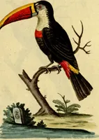 An illustration from Sammlung auserlesener Vögel und Schmetterlinge (1793)