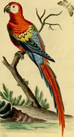 An illustration from Sammlung auserlesener Vögel und Schmetterlinge (1793)