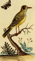 An illustration from Sammlung auserlesener Vögel und Schmetterlinge (1793)