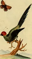 An illustration from Sammlung auserlesener Vögel und Schmetterlinge (1793)