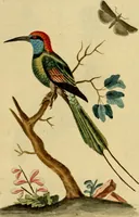 An illustration from Sammlung auserlesener Vögel und Schmetterlinge (1793)