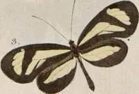 An illustration from (Band 1) (1806)