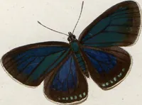 An illustration from (Band 1) (1806)