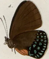 An illustration from (Band 1) (1806)