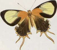 An illustration from (Band 1) (1806)