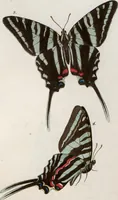 An illustration from (Band 1) (1806)